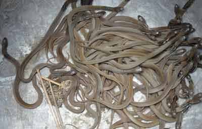 চিরিরবন্দরে এক বাড়িতে ৪১টি বাচ্চা গোখরো