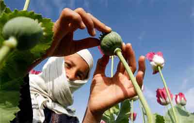 ‘Massive increase in poppy cultivation in Afghanistan’