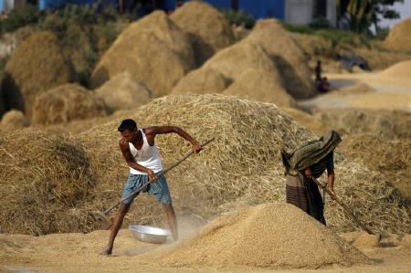 Rice production reaches 34.449 million tons in FY 2013-14