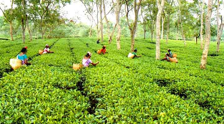 Tea prices up on robust demand