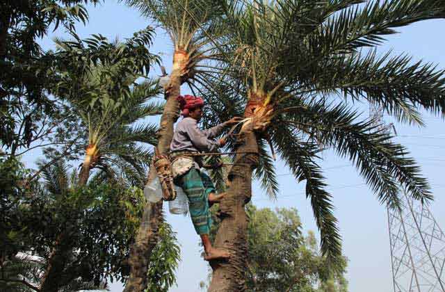 খেজুর গাছে অপার সম্ভাবনা