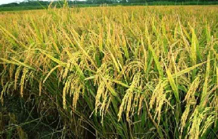 ধানের ১১ বাংলাদেশি জাত ভারতে চাষ হচ্ছে