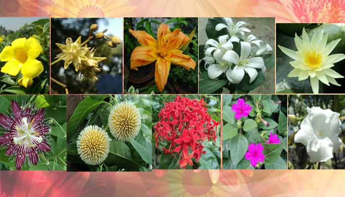 বৃষ্টি ধোয়া বর্ষার ফুল