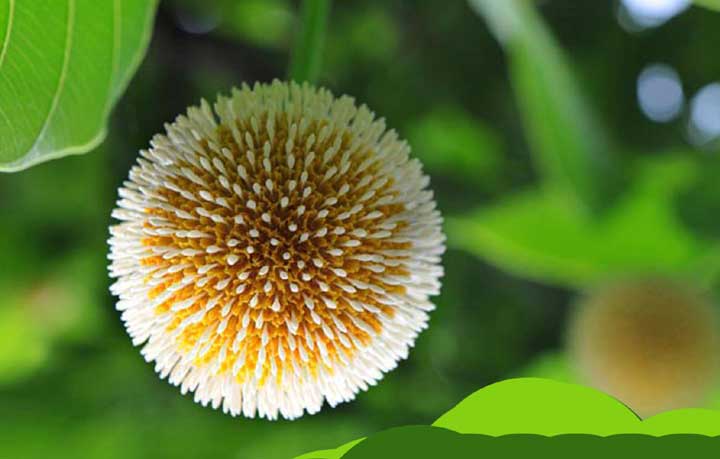 হারিয়ে যাচ্ছে বর্ষার কদম ফুল