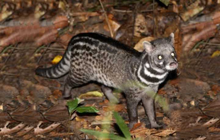 বিলুপ্তির পথে খাটাশ