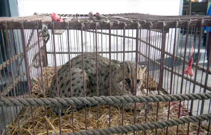 হারিয়ে যাচ্ছে মেছোবাঘ
