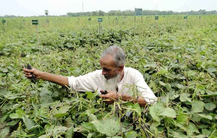 জনপ্রিয় হচ্ছে উচ্চ ফলনশীল মুগ ডালের চাষ