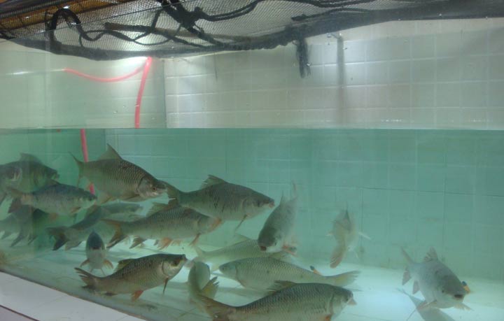 নগরে পুকুরের জীবন্ত মাছ