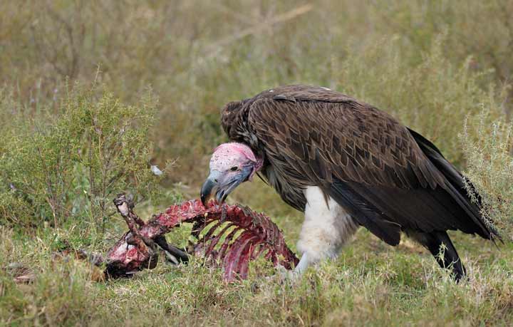 প্রকৃতির পরিচ্ছন্নতাকর্মী শকুন
