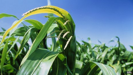 GM crops: UK scientists call for new trials