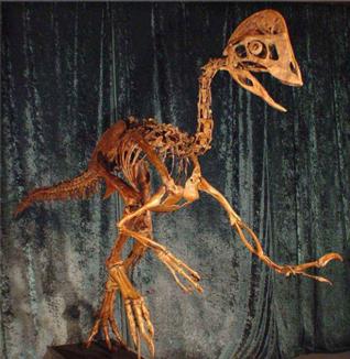 Weird ‘chicken from hell’ dinosaur discovered
