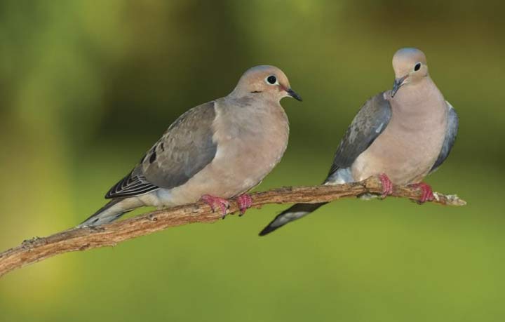 প্রকৃতি থেকে হারিয়ে যাচ্ছে ঘুঘু