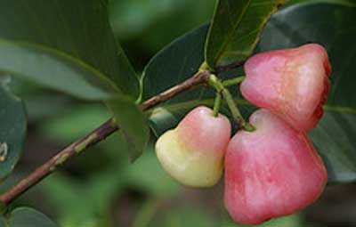 গ্রীষ্মের রসাল ফল জামরুল