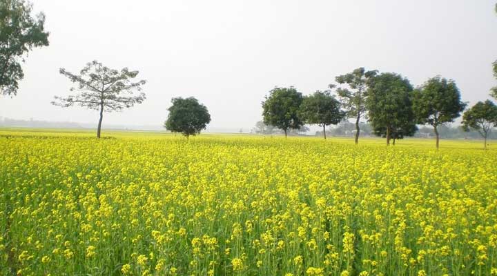 Mustard cultivation starts in Faridpur