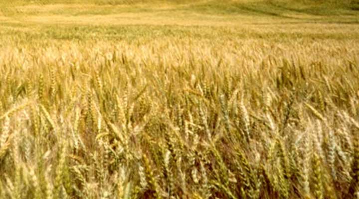 31,798 hectares under wheat farming in Faridpur