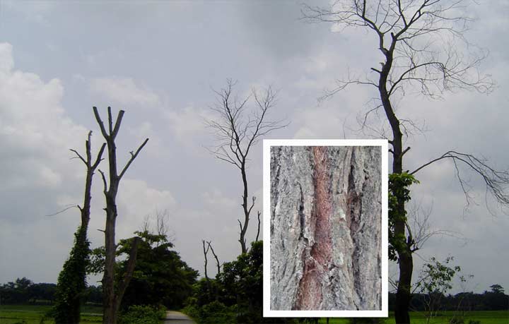 মৃত্যুর পথে ৪০ লাখ শিশুগাছ