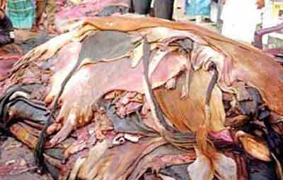 যেভাবে কাঁচা চামড়া সংরক্ষণ করবেন