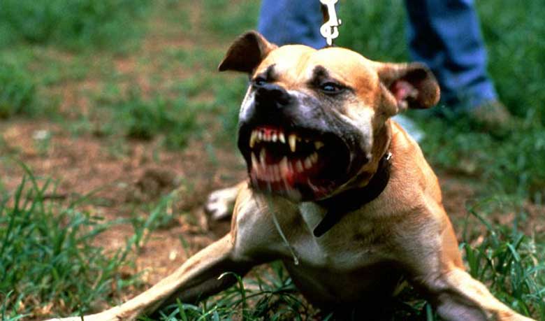 ভয়ংকর কুকুর