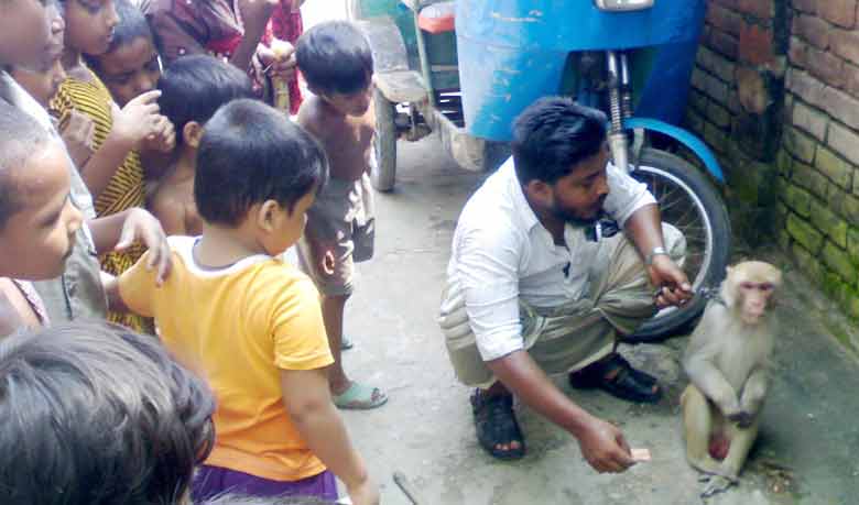 বানরের ডাক্তারি খেলা!