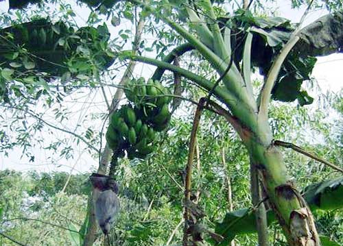 রামপালের কলা এখন কালের ইতিহাস