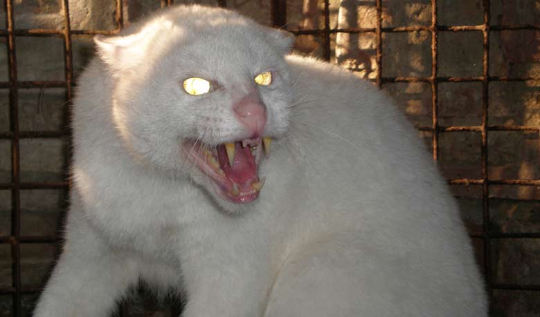 হারিয়ে যাচ্ছে সাদা বাঘ ও উল্লুক