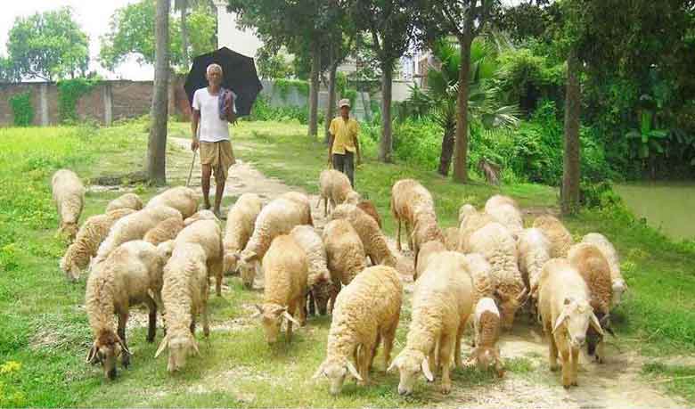 গাড়লে ভাগ্যবদল