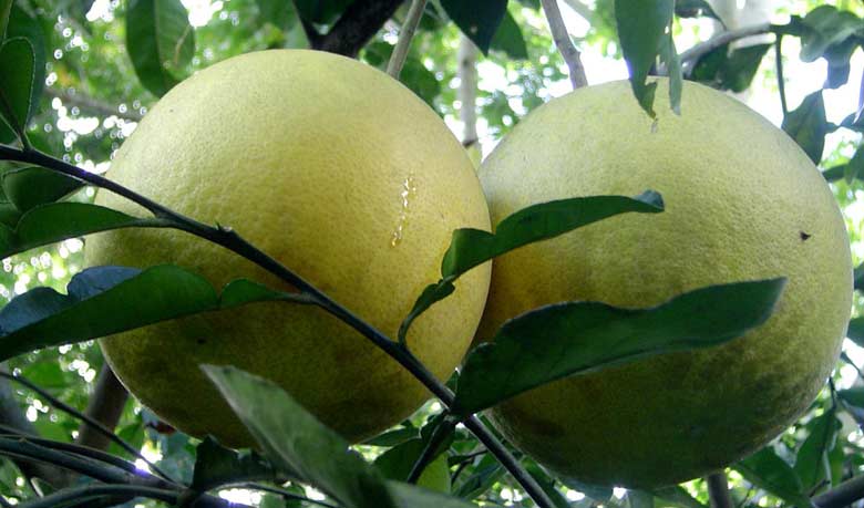 গুণেভরা জাম্বুরা