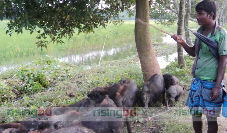 শূকর চরিয়ে জীবিকা যাদের