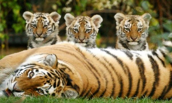 India loses 41 tigers in 7 months