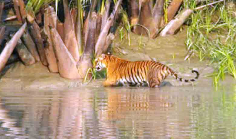 সুন্দরবনে বাঘ কমেছে!