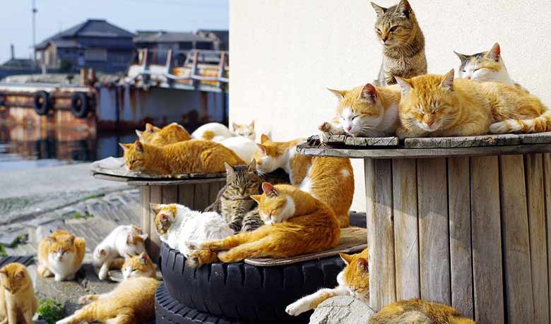 বিড়ালের রাজত্ব