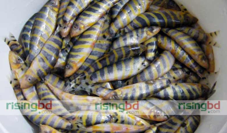 হারিয়ে যাচ্ছে বউ-রানি