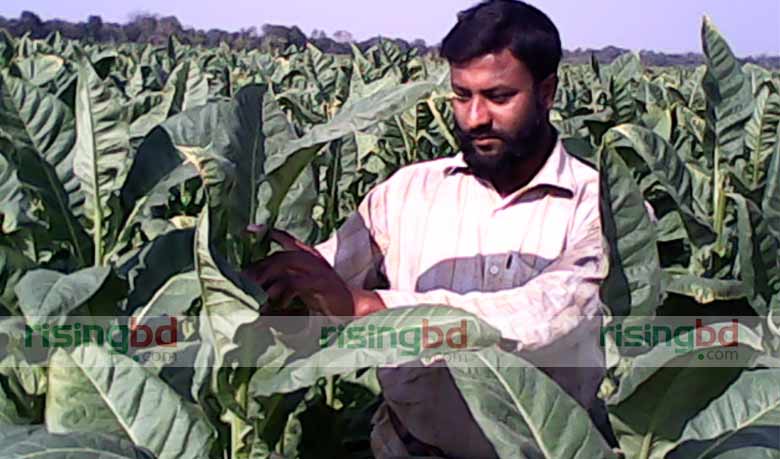 কুষ্টিয়ায় ফসলী জমিতে ব্যাপকহারে তামাক চাষ