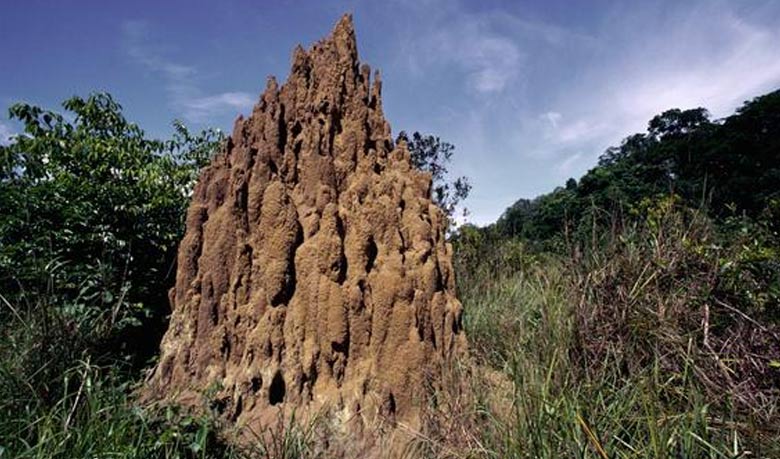 ২২শ বছর আগের ‘বাল্মীকির’ সন্ধান