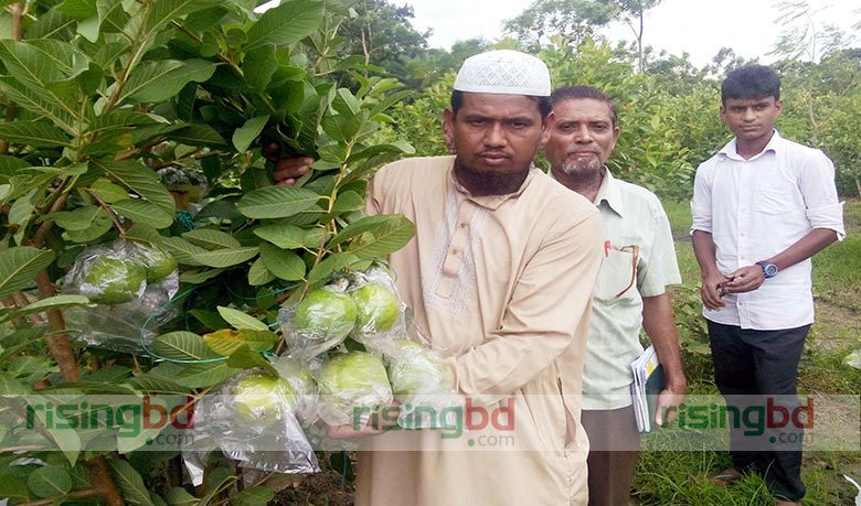 থাই পেয়ারা চাষ করে ভাগ্যবদল