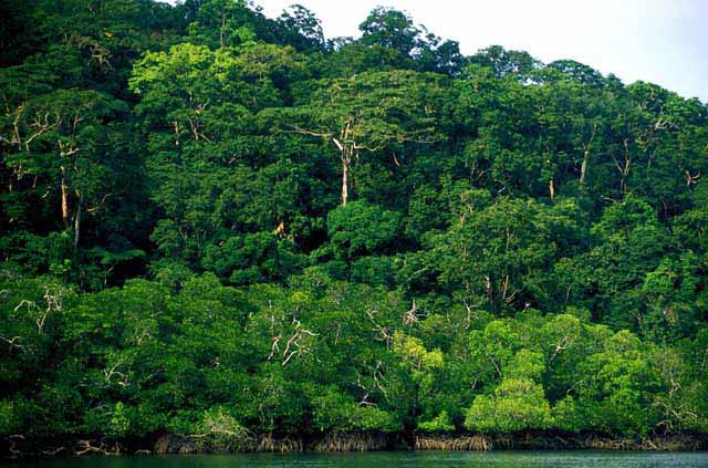 Fears for tribes, forests as India eyes Andaman expansion