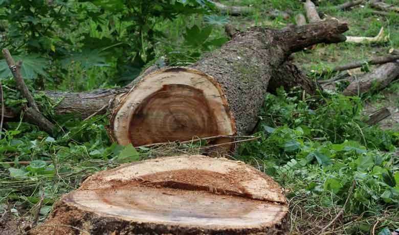 মনের আনন্দে তিনি কাটছেন বনের গাছ