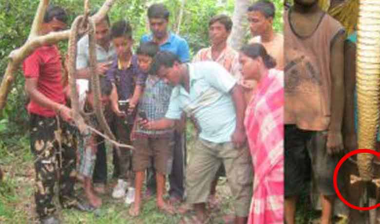 পা ওয়ালা সাপ নিয়ে তোলপাড়