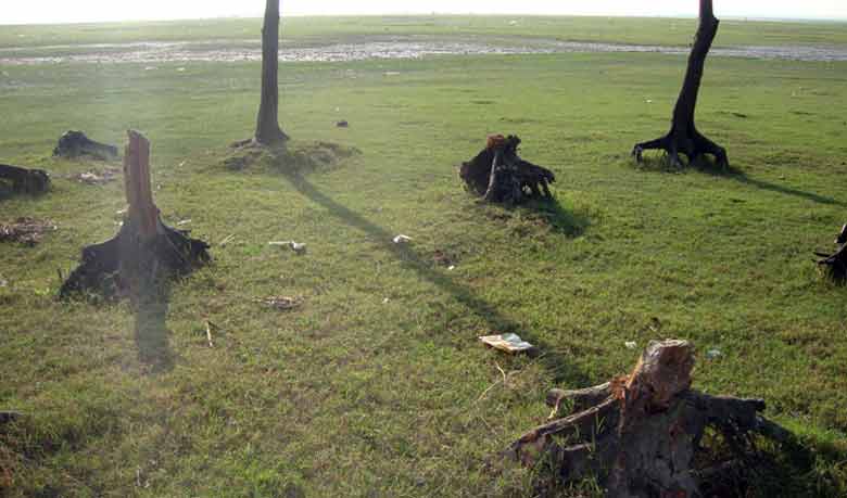 উজাড় হচ্ছে বনাঞ্চল বিলুপ্ত হচ্ছে বন্যপ্রাণী