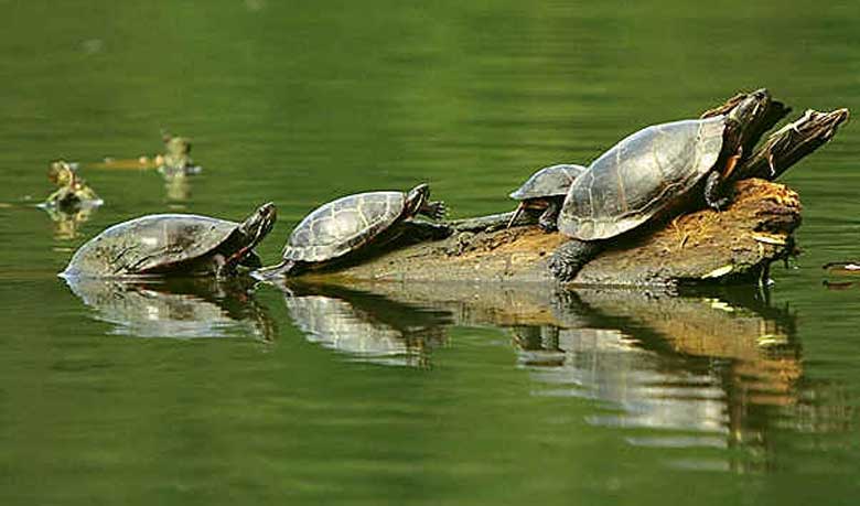 ‘কচ্ছপ প্রাণ- সেও তুচ্ছ আজ’