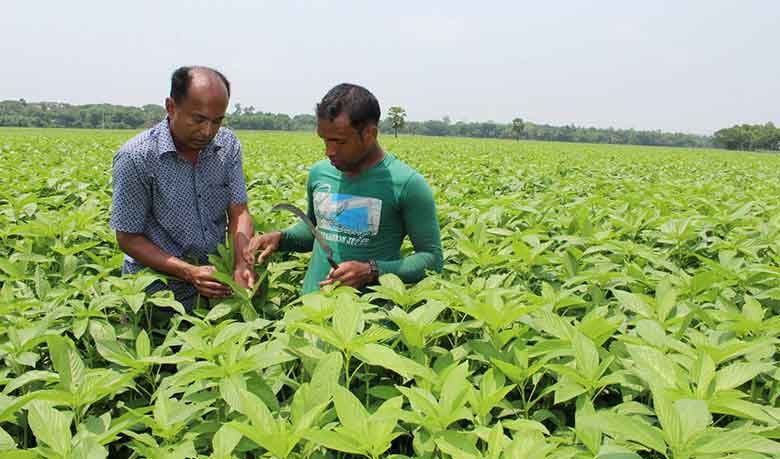 সোনালী আাঁশে স্বপ্ন বুনছেন মাগুরার কৃষক