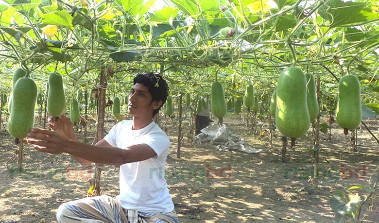 চাল কুমড়া চাষে আত্মকর্মসংস্থান
