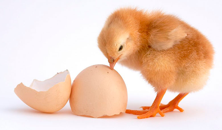 ডিম আগে না মুরগি- জানুন অনেক প্রশ্নের উত্তর