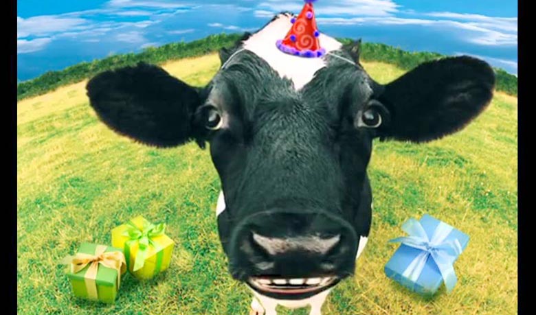 গরুর জন্মদিনে ১০ কেজির কেক