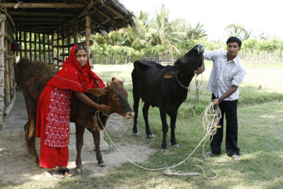 Local cattle breeders, traders earn more