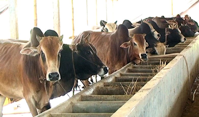 বৈজ্ঞানিক পদ্ধতিতে গরু মোটাতাজাকরণ