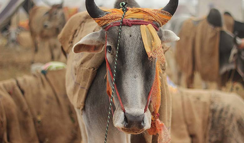 Cow declared as National Animal of Nepal