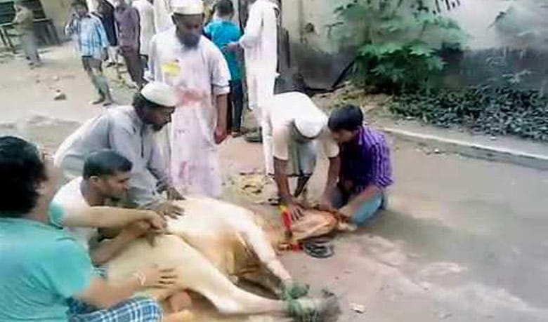 পশু জবাইয়ের নির্ধারিত ৫৩৫ স্থান