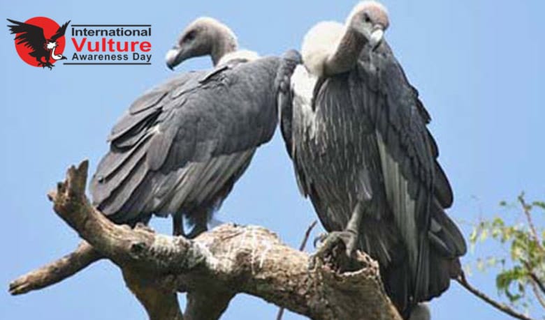 যে কারণে শকুন সংরক্ষণ জরুরি