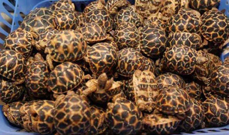1000 tortoises seized in city